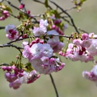 ニコン633で撮った八重桜