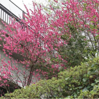 大和：引地台公園～「遊びの森」の桜