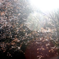山桜で染めるワークショップ／ご案内【山陰キッチンKECAK】