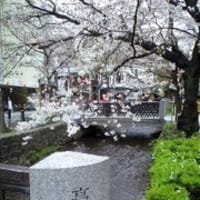 木屋町の桜♪