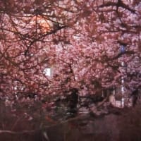 2/10 (満開) 熱海桜　(熱海市)
