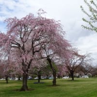 桜の農場