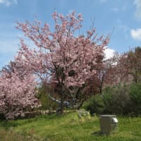 宇治市植物公園八重桜ライトアップ2024（薄暮編）