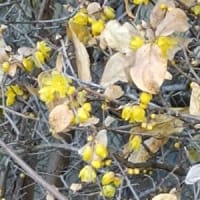 春の花・華コレクション2025 毎年古い葉が残ってる蝋梅の話