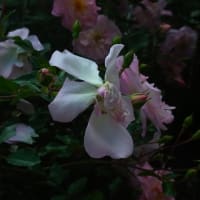5月の花たち