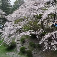 臼杵城址公園の桜４