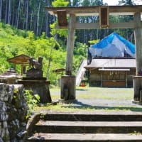 高知県本山町、本山「本山十二所神社のスギ」（樹叢市指定）です！！