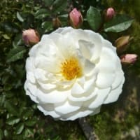 庭のバラ達の様子と六甲山ローズウォーク