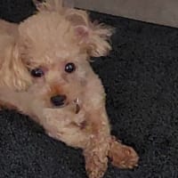 おんぷマスターなかむらピアノ教室kiyose　サマーコンサートレッスン