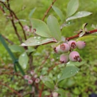 雨の後の花