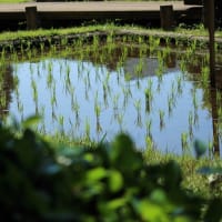 何時もの散歩   6月5日