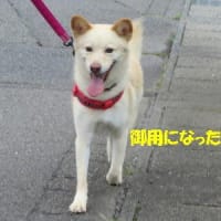 りん坊の大冒険