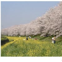 桜ツアー計画中です。