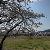 孫とお花見～♬