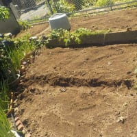 庭のイチゴ跡　耕しました