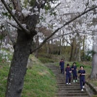 1163　二本松（福島県）満開の花は「ほんとの空」の下