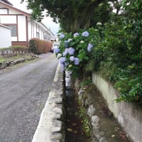 6/25(水)クロ朝ごはん前のお散歩〜🎵旅立ち（松山千春）🍚6/16〜6/20🍚