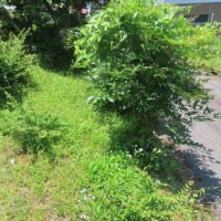 暑すぎて、、、
