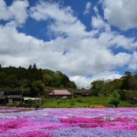 小舟の芝桜