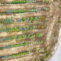 「地域ぐるみでむらじゅう花ざかり事業」の大日向区の花畑の風景＆穂高広域施設組合理事者会・議会臨時会