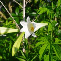 庭の花