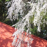 古御堂の桜