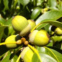 アラカシ：ドングリがたわわに