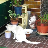 最近ニーバンは…