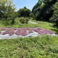 2025年6月7日　活動報告　ハスの花芽がどんどん出てきました！