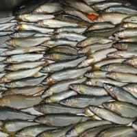 6月19日の釣況と週末気象情報追加