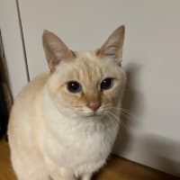 もも　12歳
