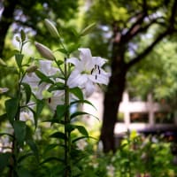 日比谷公園の百合（その1）