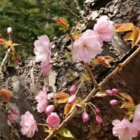 桜バスツアー！北海道