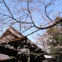 東京の桜基準木は３分咲き