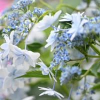 花火