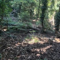 未開の山の整備〜野生を感じるリトリートに向けて〜