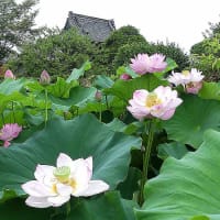 ハス（蓮）、咲きました。