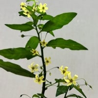 モロコシソウの花が咲いた。