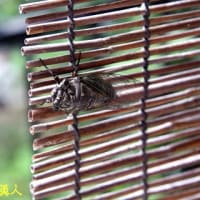 衣を脱ぎ捨て、簾を登り、今か、今かの飛翔態勢の位置についた３番手のクマゼミ