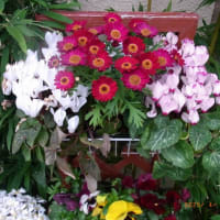 我が家の花達　　2025年4月　　318号