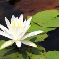 白鳥庭園　ハスの花＆庭園の夏風景