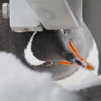 窮屈なところがお好き？なペンギン