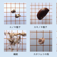 八王子市の滝山保全地域のタヌキの食性