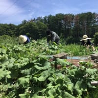 春の山菜取り