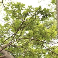 南草津第二教室で教育セミナー。ありがとうございました。