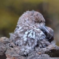 おわかりいただけただろうか？……【解答編】