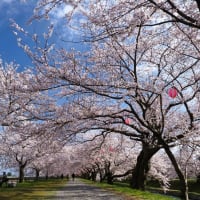 あさひ舟川沿いの桜並木