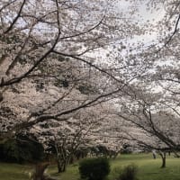 3月28日：桜