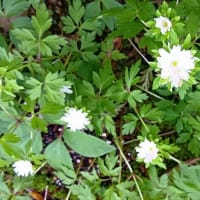 2025年・我が家の山野草6