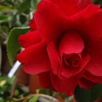椿栽培日記　　（１３２）　６種の授粉椿の開花　＜さつま紅の実生＞